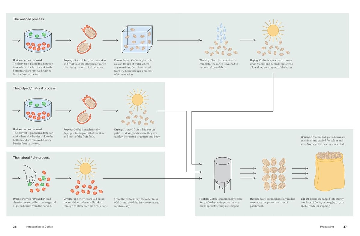 The World Atlas of Coffee 3rd edition: From beans to brewing – coffees explored, explained and enjoyed - Image 5